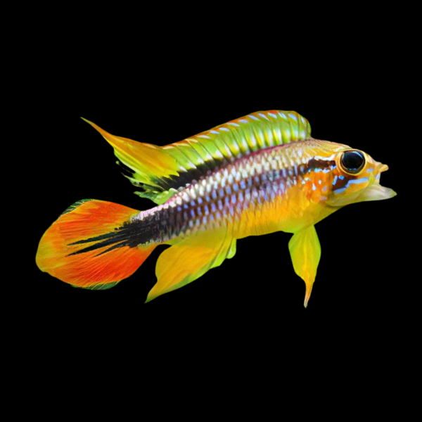 Apistogramma Agassizii 3cm
