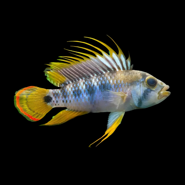 Apistogramma Baenschi 3cm
