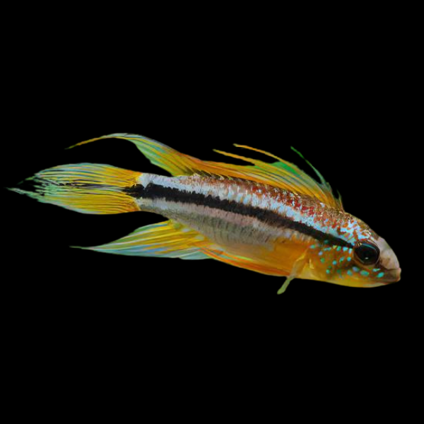 Apistogramma Bitaeniata 3cm