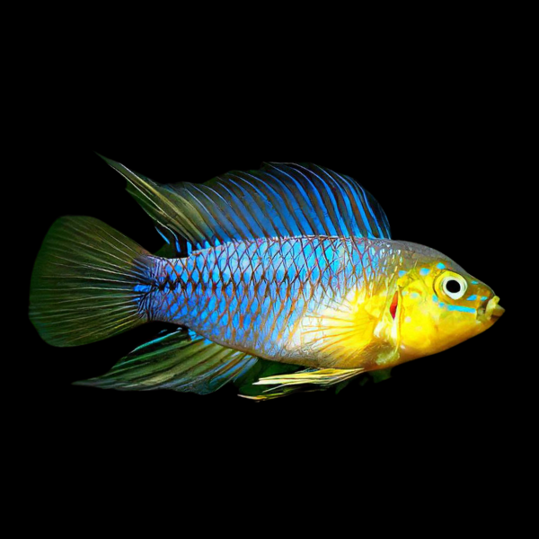 Apistogramma Borelli 3cm