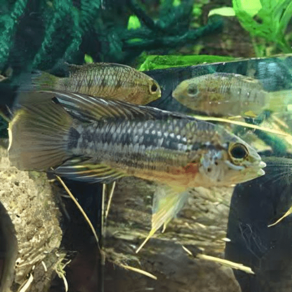 Apistogramma Cruzi 3cm