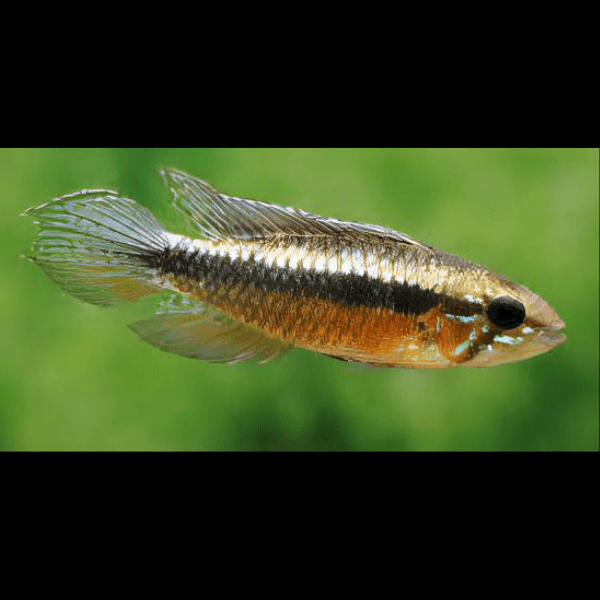 Apistogramma Elizabethae 3cm