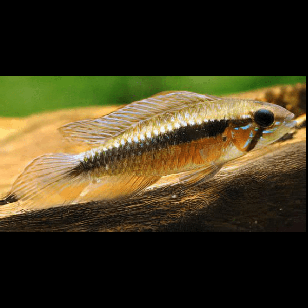 Apistogramma Elizabethae 3cm
