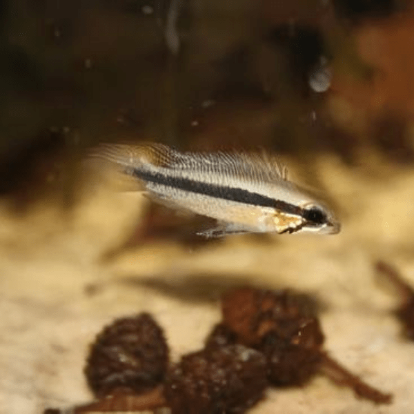 Apistogramma Elizabethae 3cm