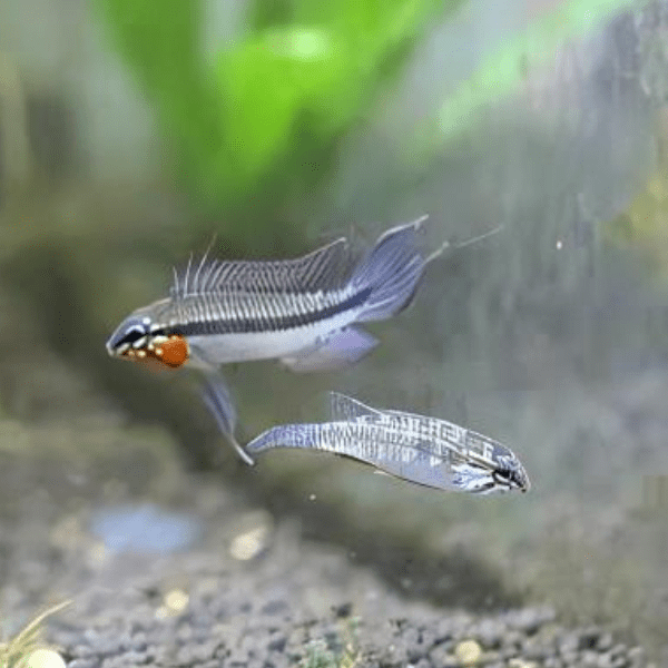 Apistogramma Elizabethae 3cm