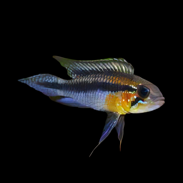 Apistogramma Gephyra 3cm