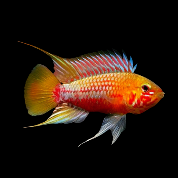 Apistogramma Hongsloi 3cm