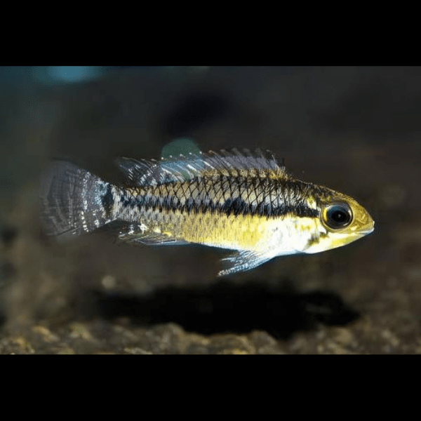 Apistogramma Meinkenni 3cm