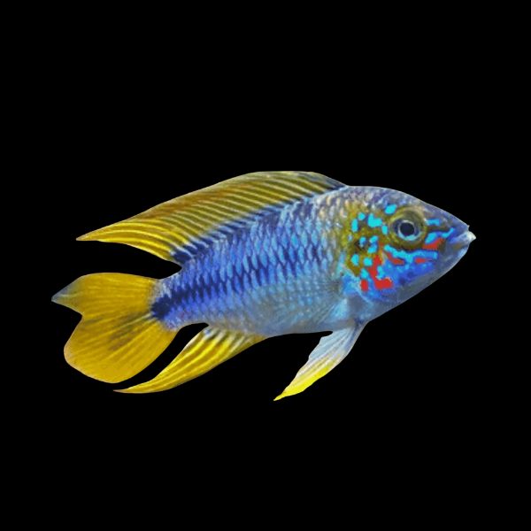 Apistogramma Opal