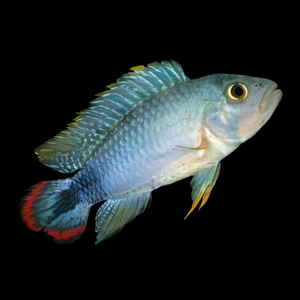 Apistogramma Pandourini 3cm