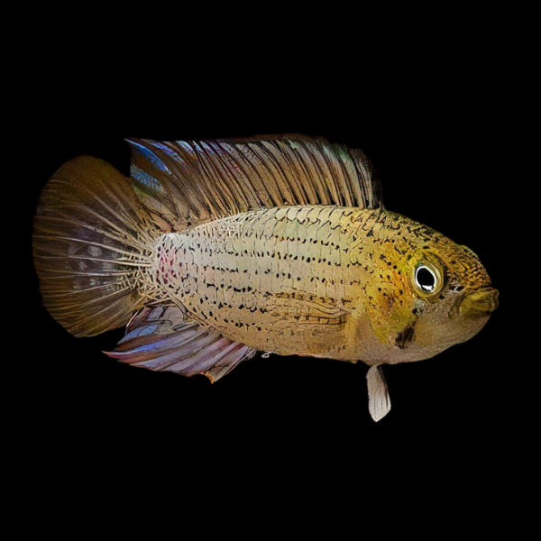 Apistogramma Tucurui 3cm