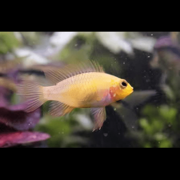 Apistogramma Viejita Gold 3cm