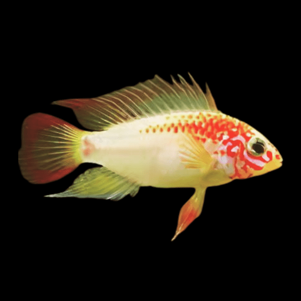 Apistogramma Viejita Gold 3cm