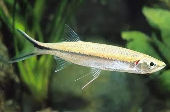 Apollo Shark Luciosoma Setigerum 5cm - Real Aquatics