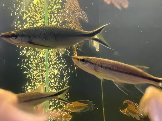 Apollo Shark Luciosoma Setigerum 5cm - Real Aquatics