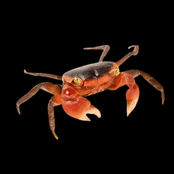 Apple Red Crab Metasesarma Aubryi 3cm - Real Aquatics