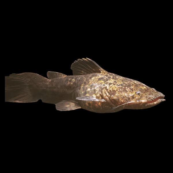 Apure Jelly Catfish Cephalosilurus Apurensis 20cm - Real Aquatics