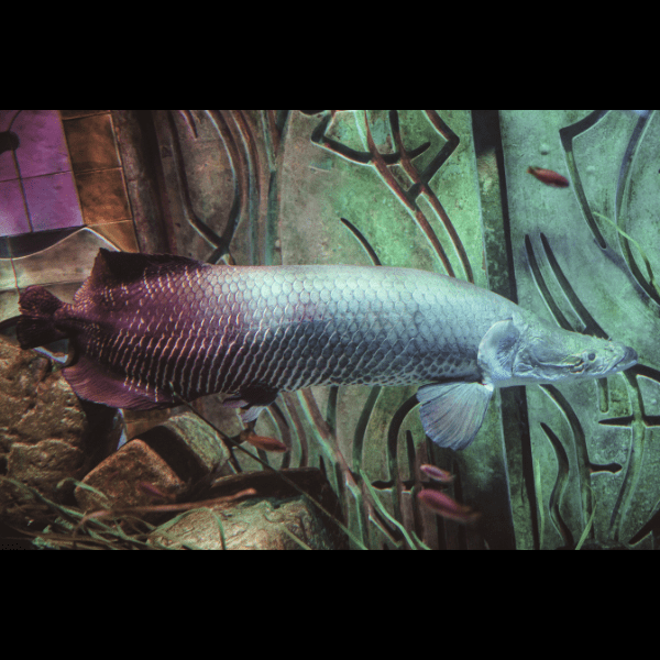 Pirarucu Arapaima Gigas 15cm - Real Aquatics