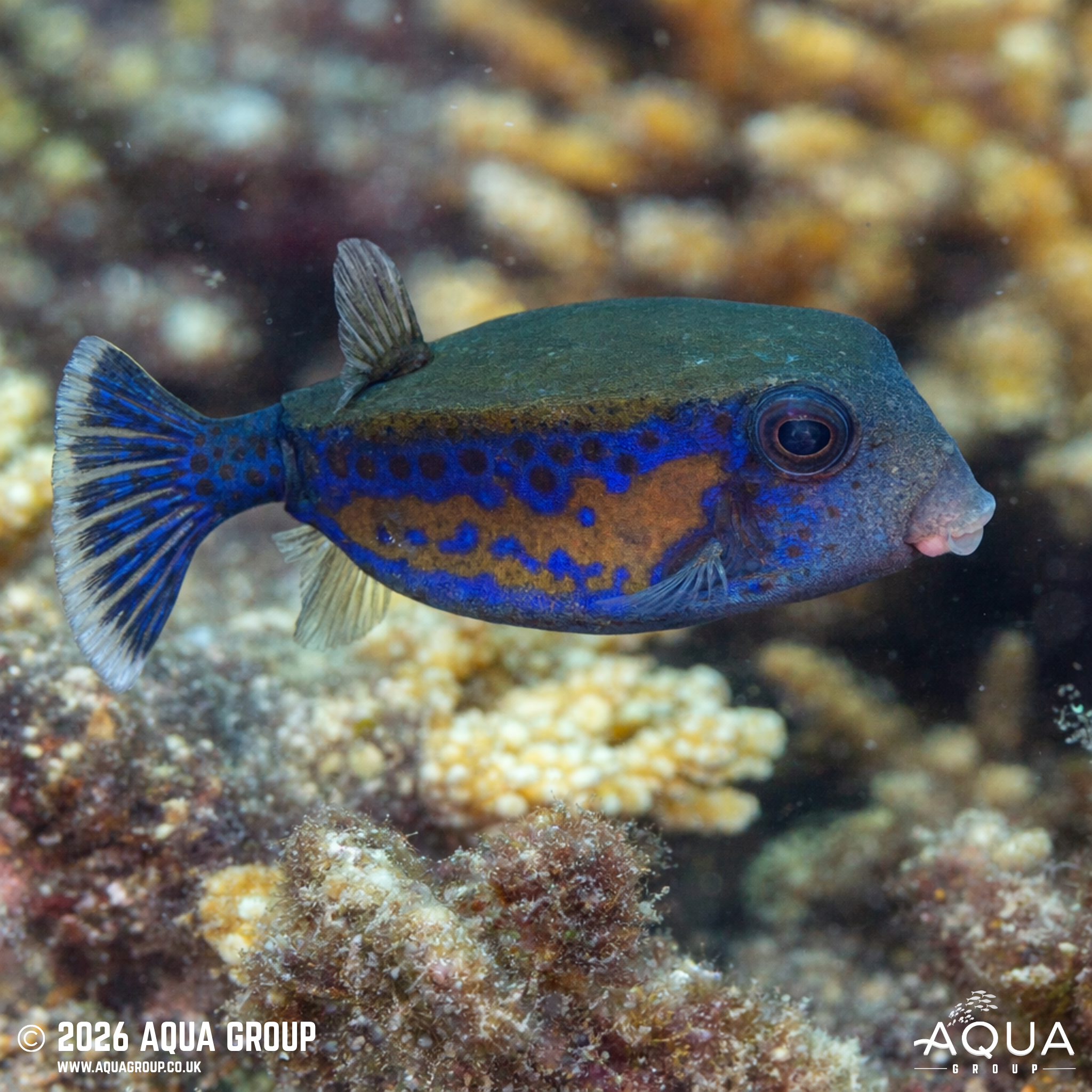 Arabian Boxfish (Ostracion cyanurus)