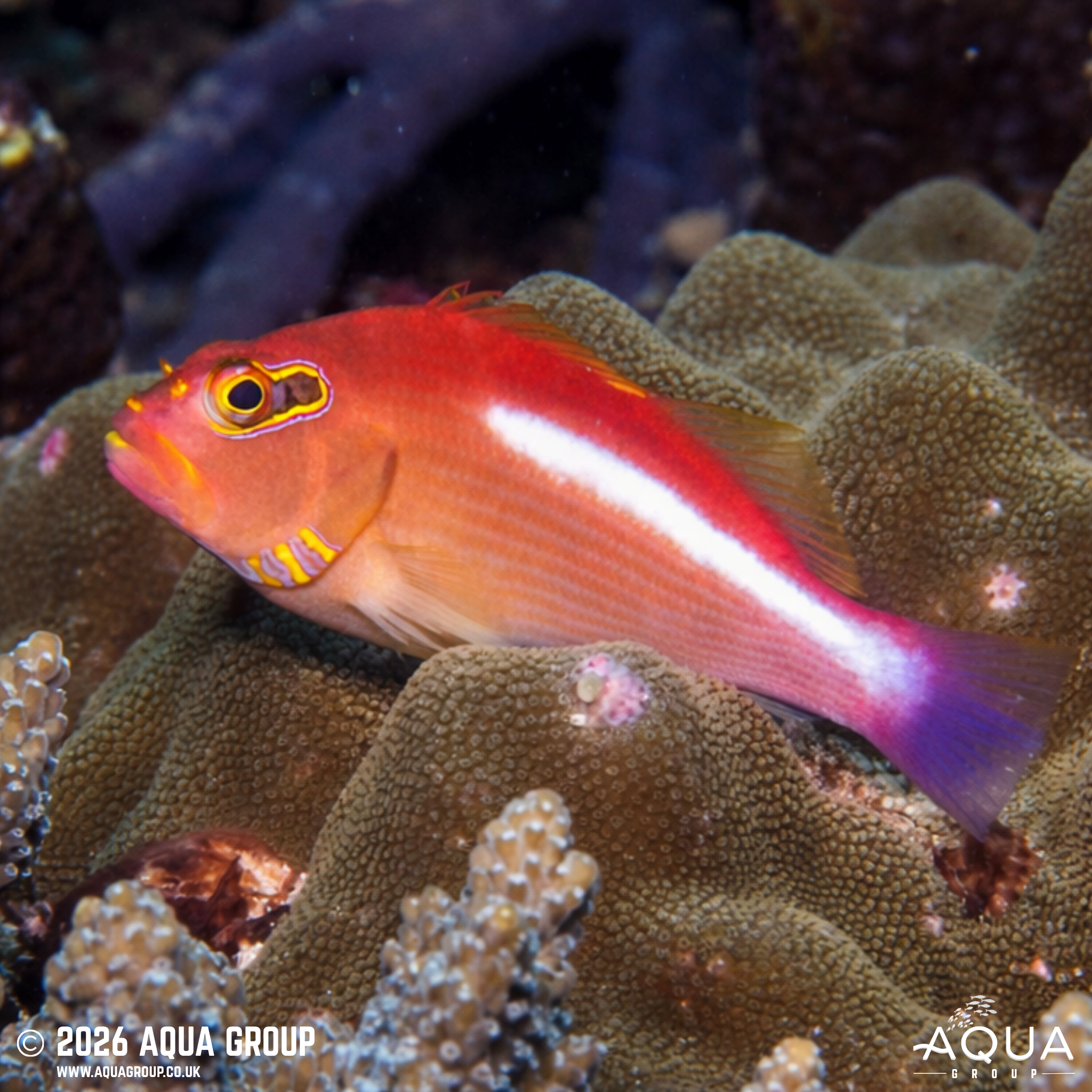 Arc Eye Hawkfish (Paracirrhites arcatus)