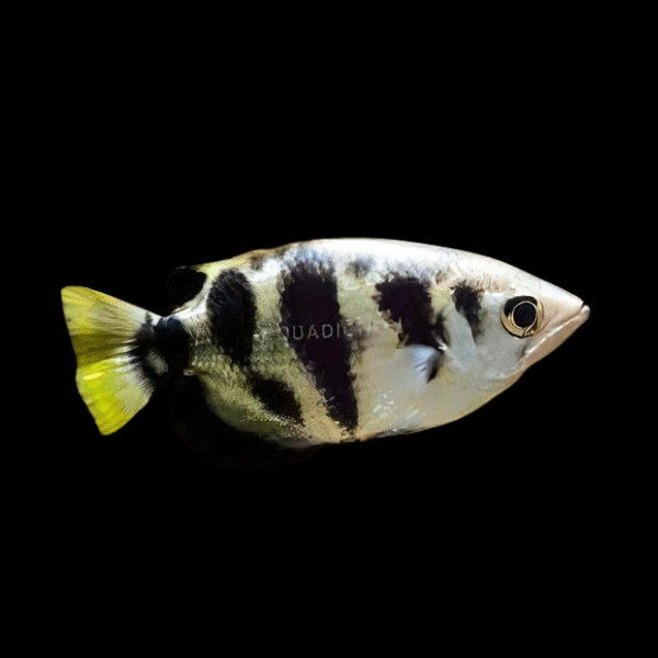 Archer Fish Taxotes Jaculatrix 5cm - Real Aquatics
