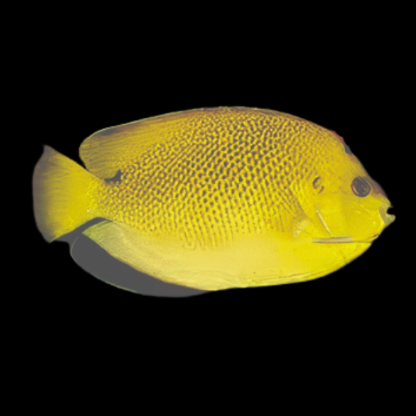 Armitage Angelfish Apolemichthys Trimaculatus - Real Aquatics