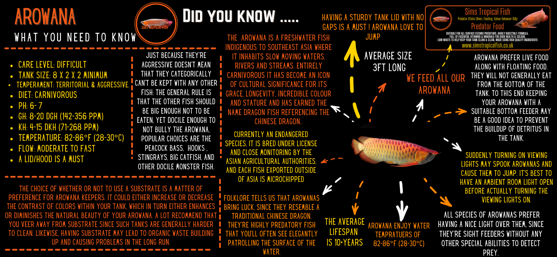 King Chilli Red Short Bodied Arowana Scleropages Formosus 20cm - Real Aquatics