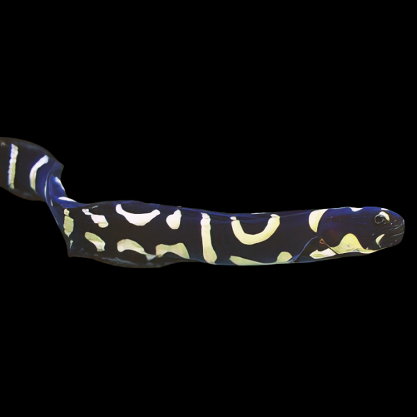 Arrow Goby Pholidichthys Leucotaenia - Real Aquatics