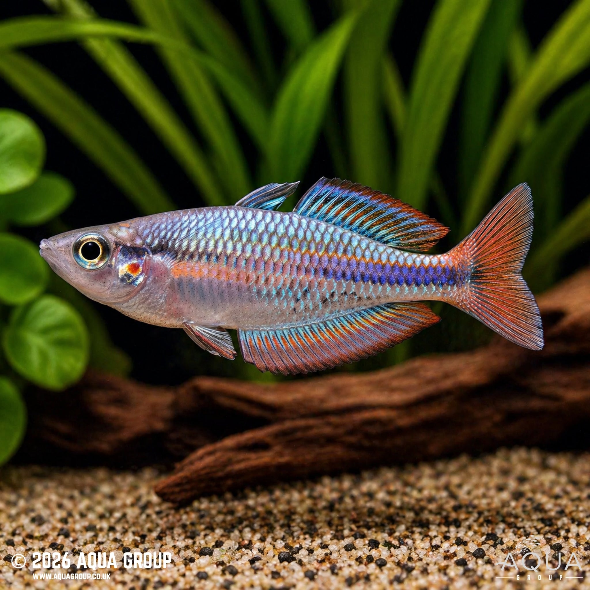 Aru Rainbowfish (Melanotaenia picta)