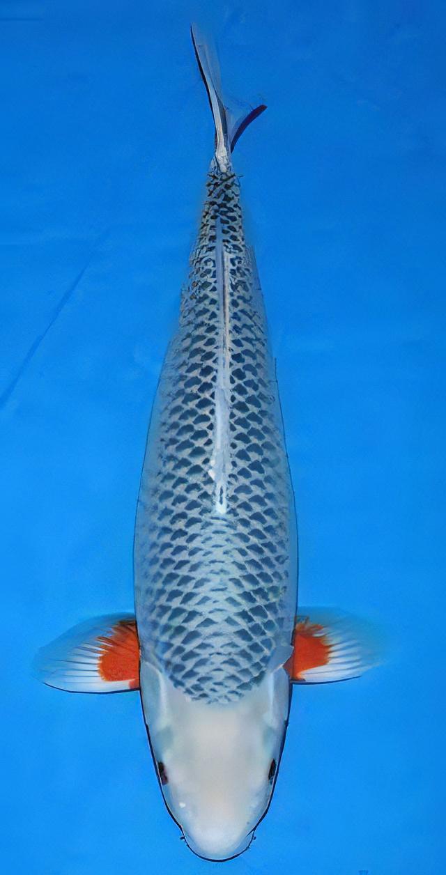 Asagi Grade A Koi Carp Cyprinus Carpio