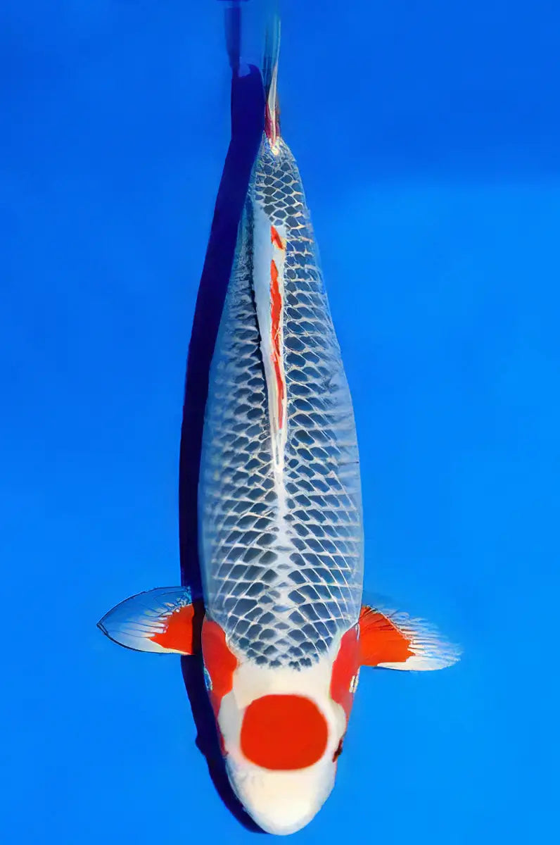 Asagi Japanese Koi Carp Cyprinus Carpio