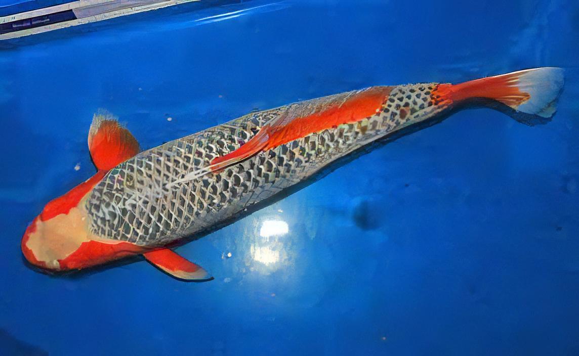 Asagi Japanese Koi Carp Cyprinus Carpio
