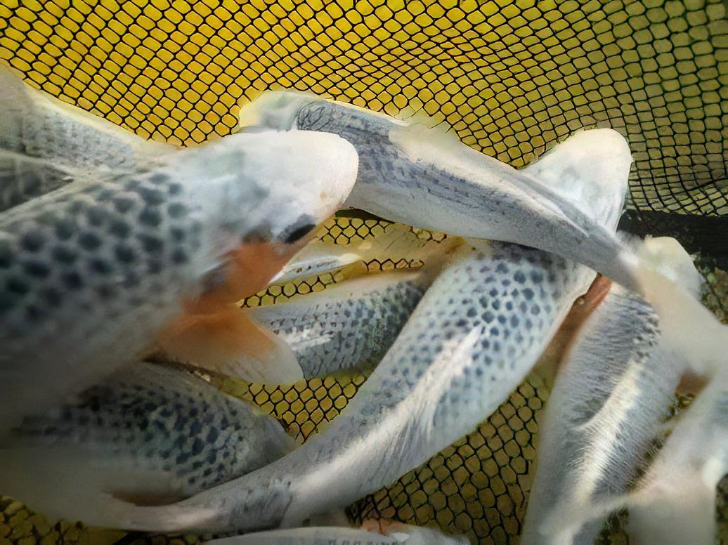 Asagi Japanese Koi Carp Cyprinus Carpio
