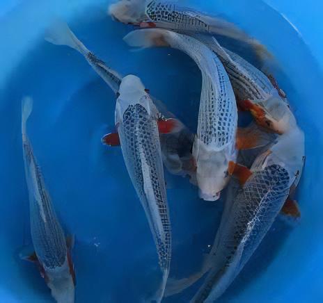 Asagi Japanese Koi Carp Cyprinus Carpio