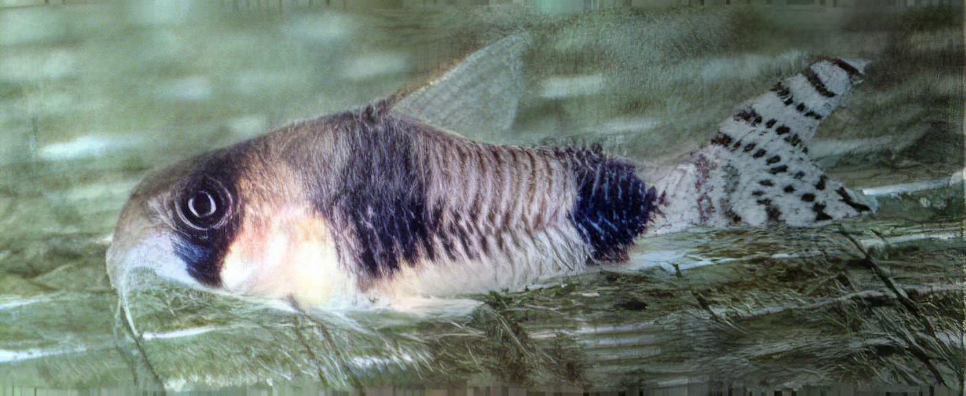 Asher Corydoras Tukano 3cm Catfish - Real Aquatics