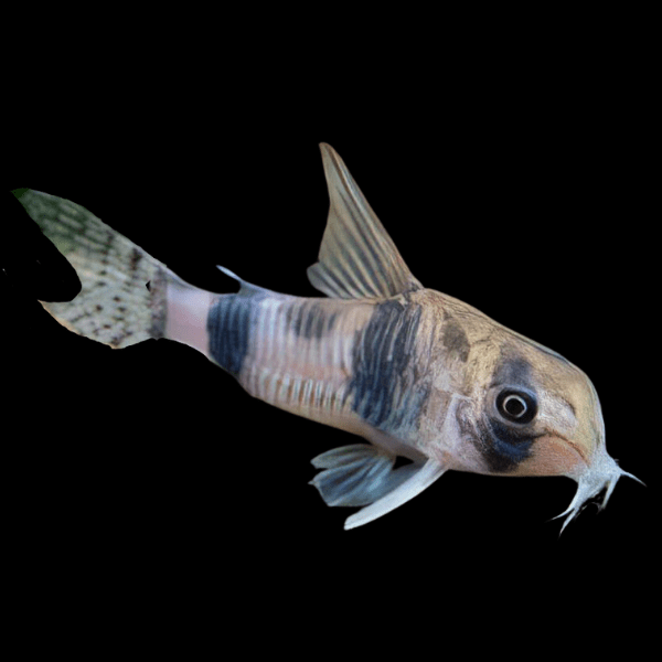 Asher Corydoras Tukano 3cm Catfish - Real Aquatics