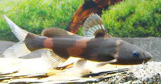 Asian Bumblebee Catfish Pseudomystus Siamensis 4cm - Real Aquatics