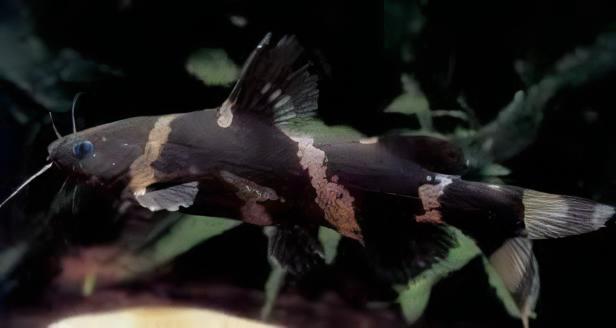 Asian Bumblebee Catfish Pseudomystus Siamensis 4cm - Real Aquatics