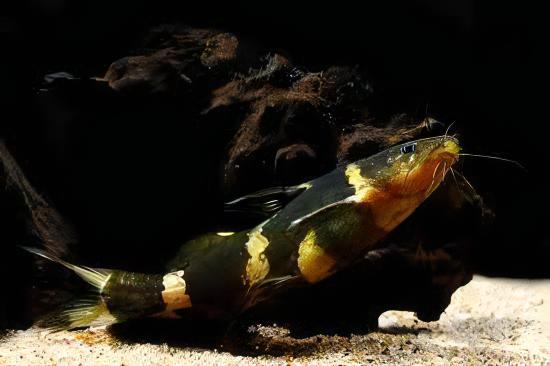 Asian Bumblebee Catfish Pseudomystus Siamensis 4cm - Real Aquatics
