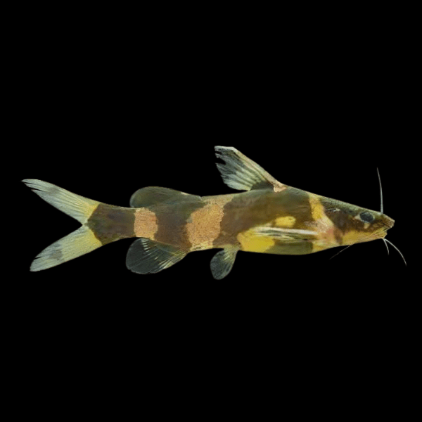 Asian Bumblebee Catfish Pseudomystus Siamensis 4cm - Real Aquatics