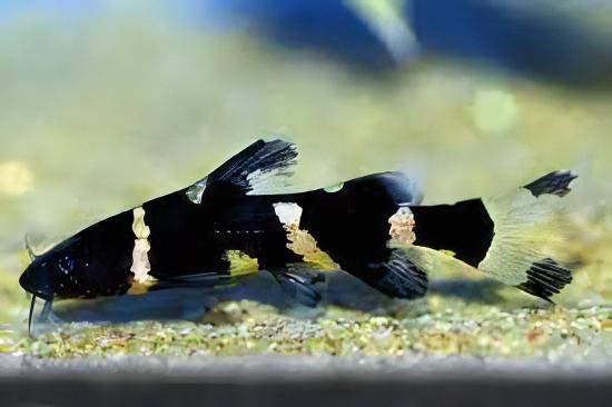 Asian Bumblebee Catfish Pseudomystus Siamensis 4cm - Real Aquatics