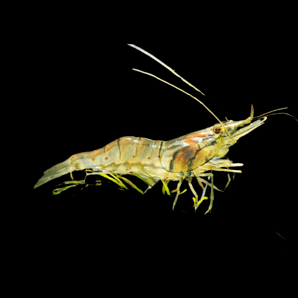 Asian Glass Shrimp Macrobrachium Lanchesteri 2cm - Real Aquatics