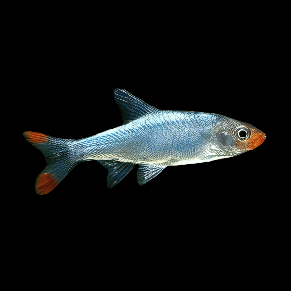 Asian Rummynose Rasbora Sawbwa Replendens 2cm - Real Aquatics