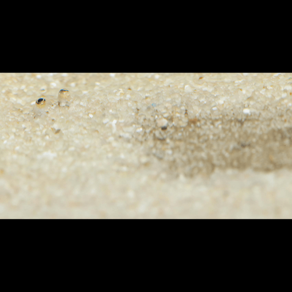 Amazon Sole Apionichthys Nattereri 5cm - Real Aquatics