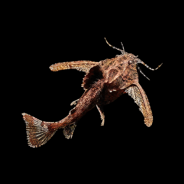 Asian Stone Mini Moth Catfish Hara Jerdoni 4cm - Real Aquatics