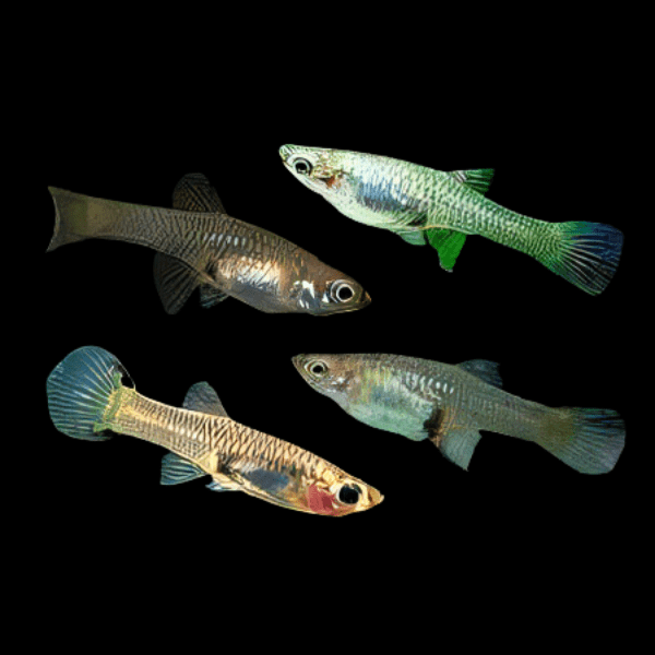 Assorted Female Endler Guppy Fish Poecilia Wingei 3cm - Real Aquatics