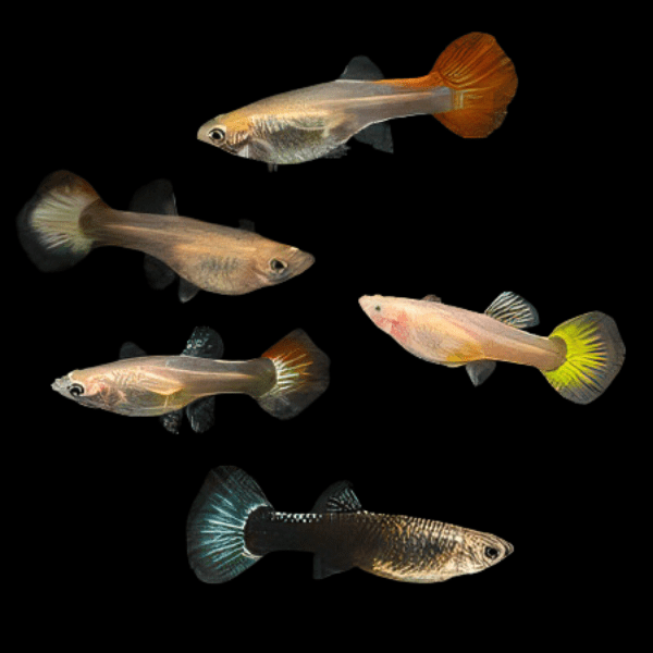Assorted Female Guppy Poecilia Reticulata 3cm - Real Aquatics