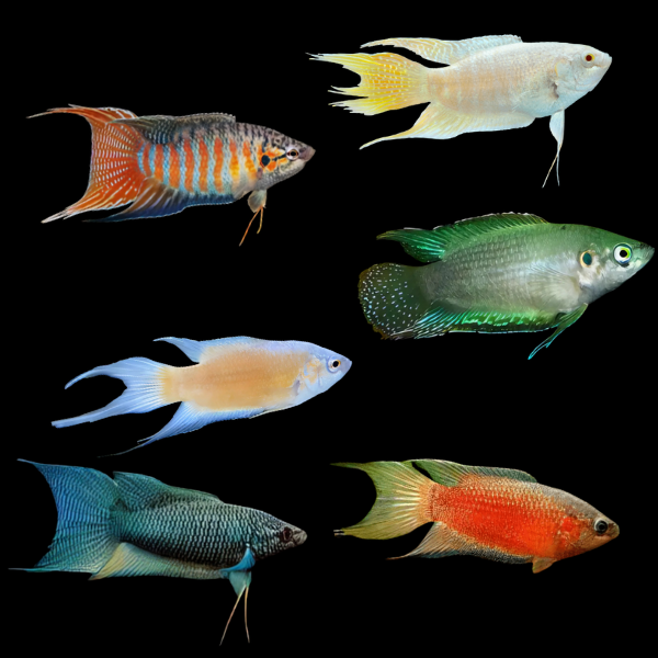 Assorted Paradise Fish 4cm - Real Aquatics