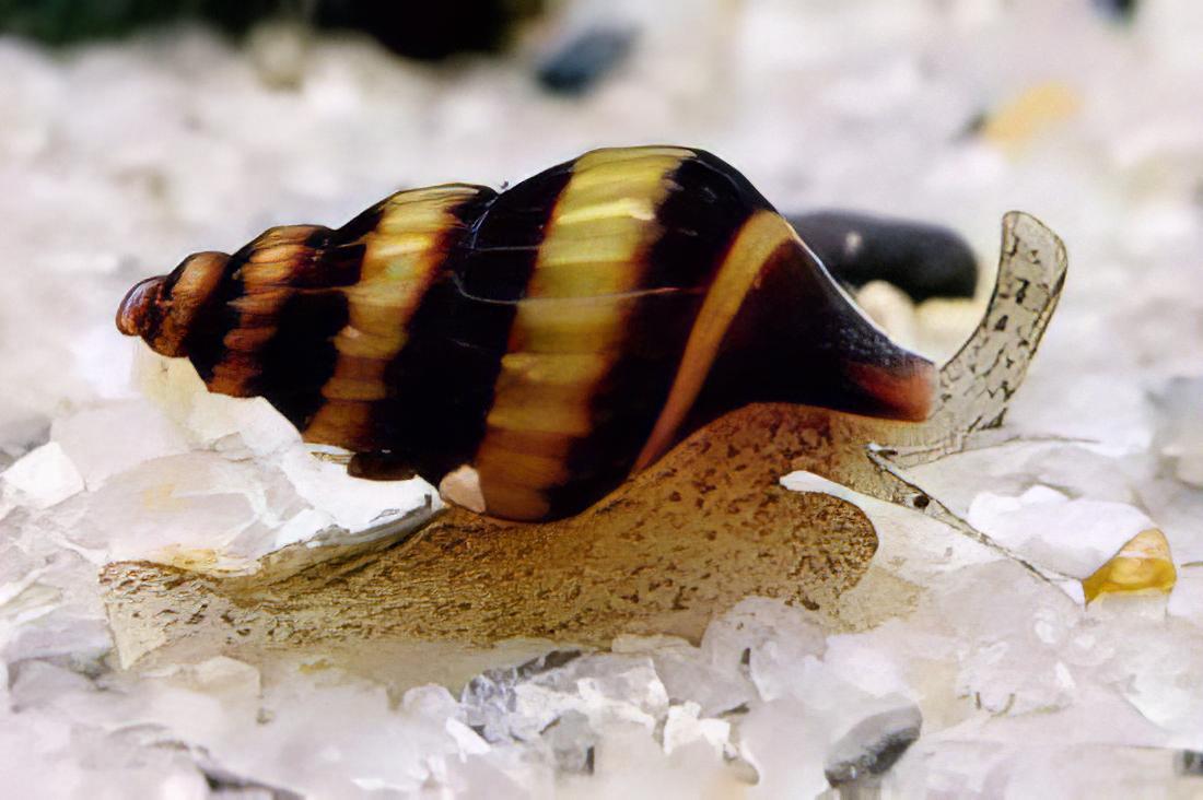 Assassin Bumblebee Snail Anentome Helena 2cm - Real Aquatics