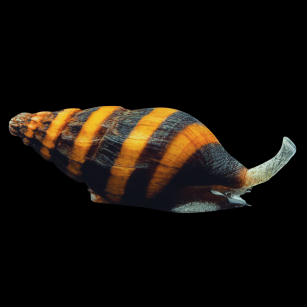 Assassin Bumblebee Snail Anentome Helena 2cm - Real Aquatics